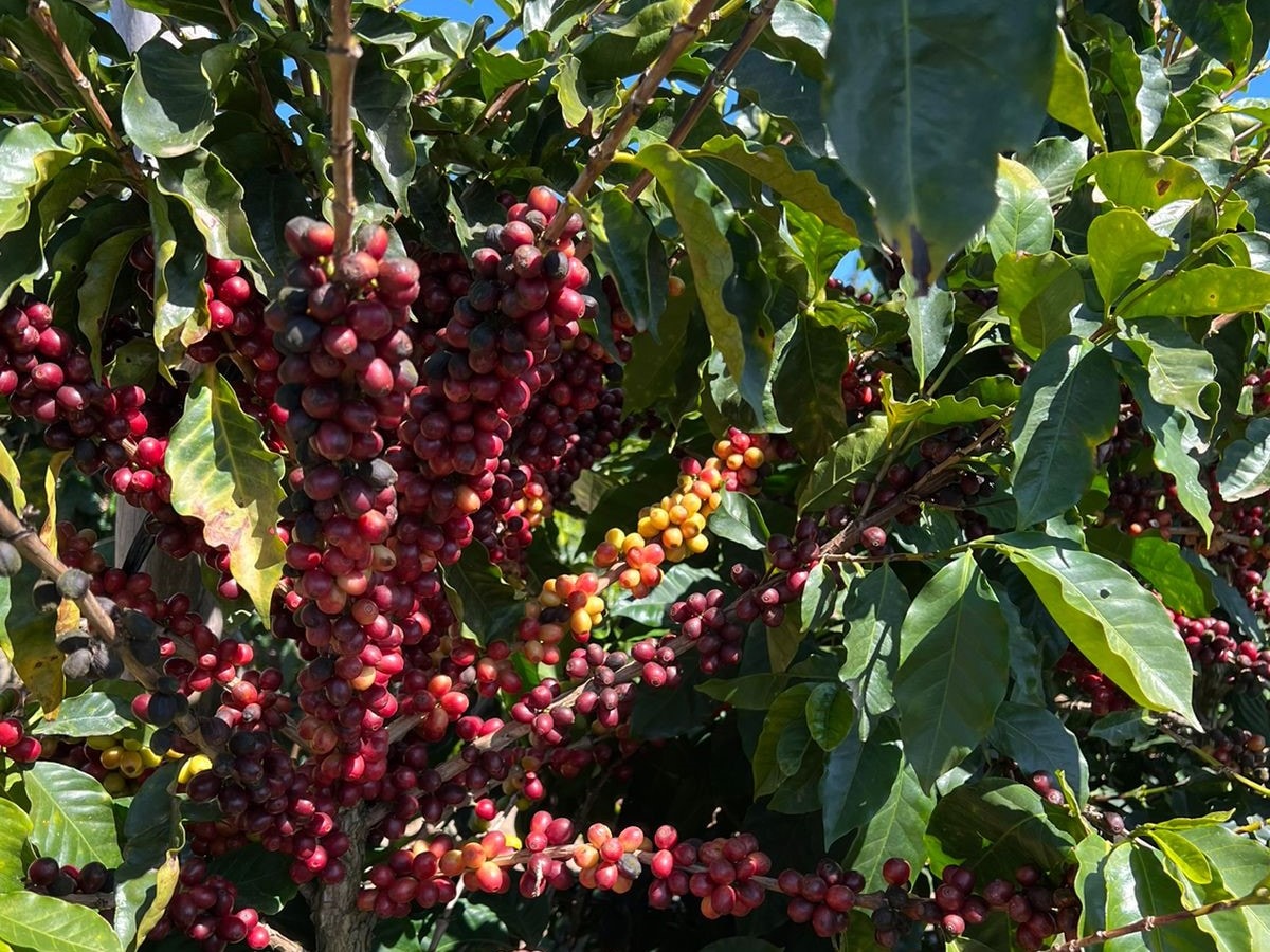 iomari◆来年収穫巨大260㎝,ブラジルアップル◆食べたらわかる濃厚◆ ブラジル ミナスゼライス カルモ農園 ナチュラル – Botarhythm - ボタ